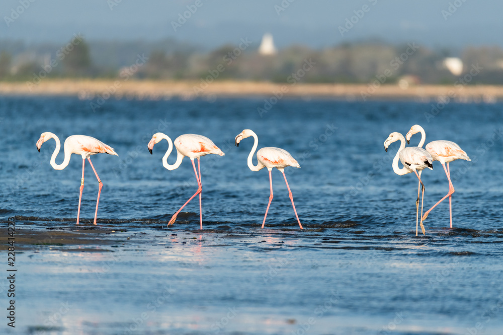 Naklejka premium Flamingi w delcie Ria de Aveiro