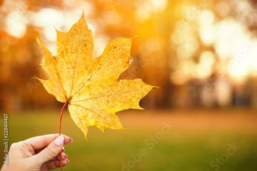 Yellow fall maple leaf in hand