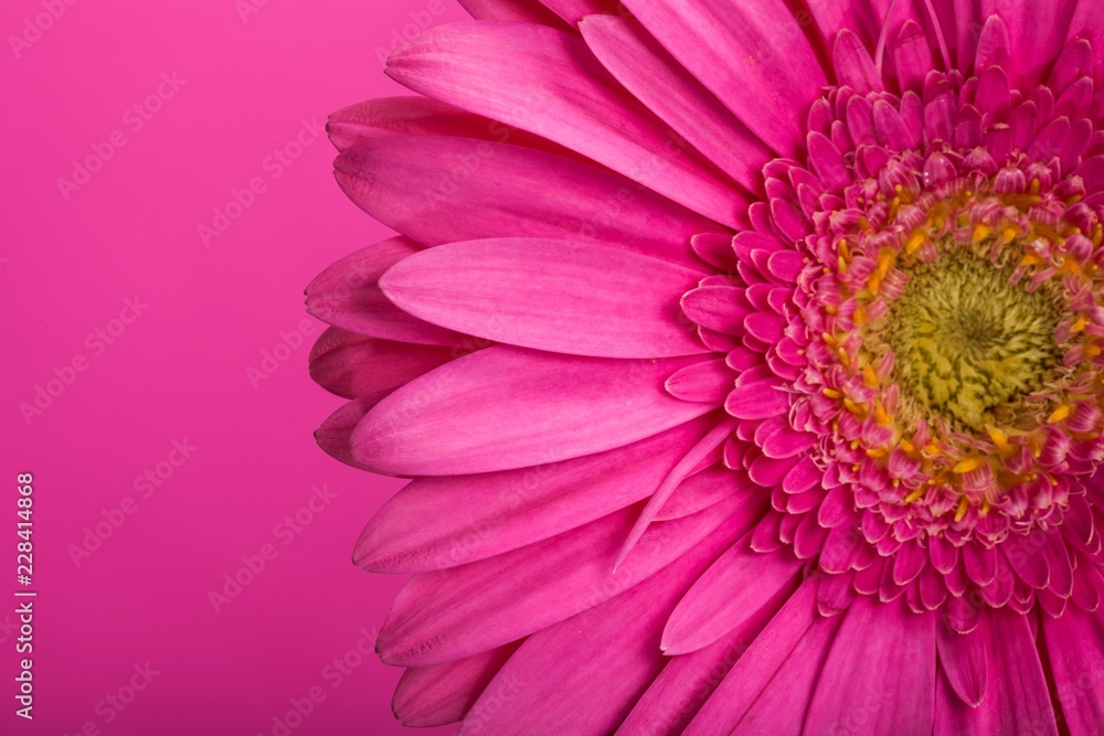 Pink Gerbera Daisy Pink Gerbera Daisy