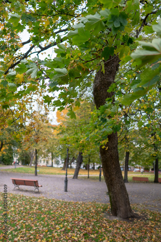 Naklejka premium gray day in the colorful autumn park