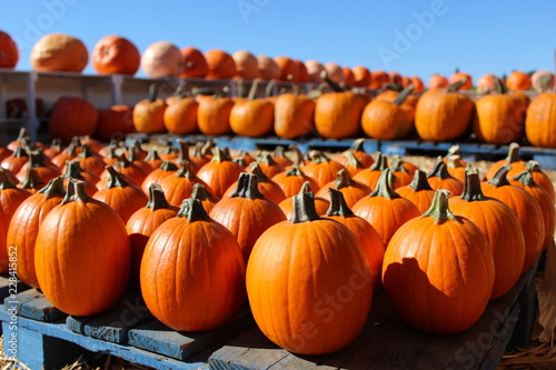 Pumpkins of various sizes on display