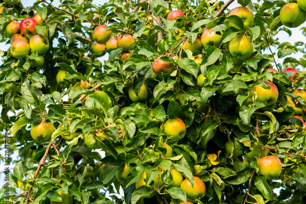 natural ripe apples on the branches of a tree in the garden natural ripe apples on the branches of a tree in the garden