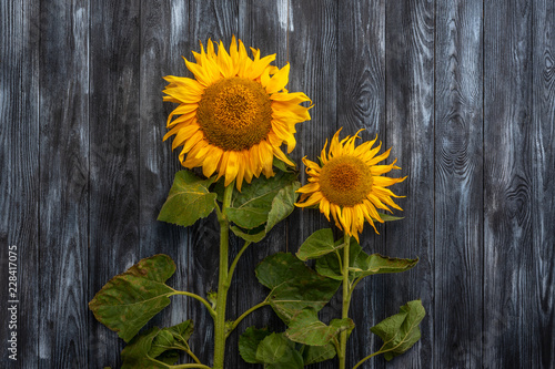 wo bright sunflowers against a dark wooden table