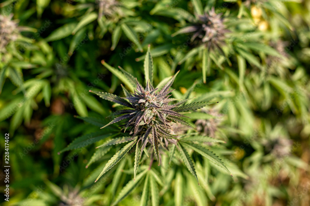 A bud slowly turning purple at an outdoor growing operation. A bud slowly turning purple at an outdoor growing operation.