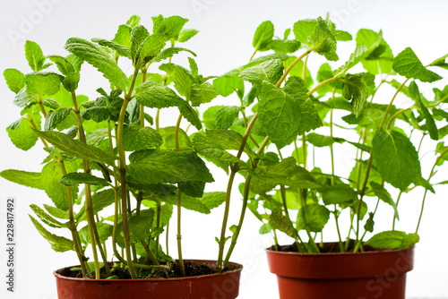 fresh mint in pots on a table close-up © Andrey