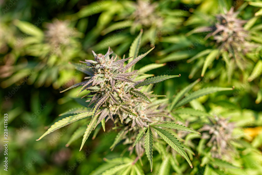 A cannabis turning purple is illuminated by the sunlight.