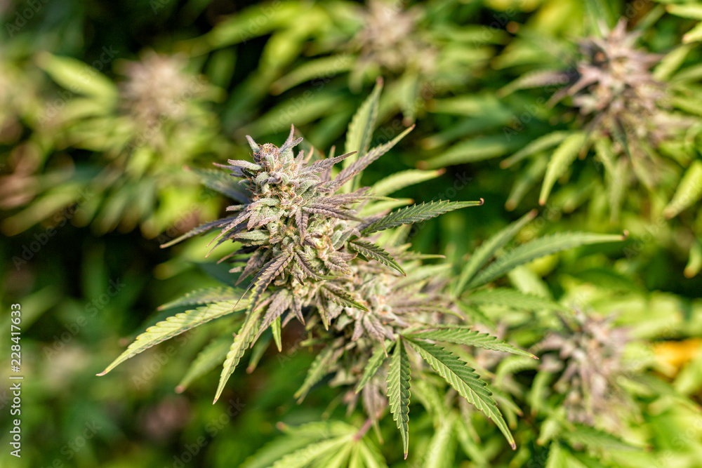 A cannabis turning purple is illuminated by the sunlight. A cannabis turning purple is illuminated by the sunlight.