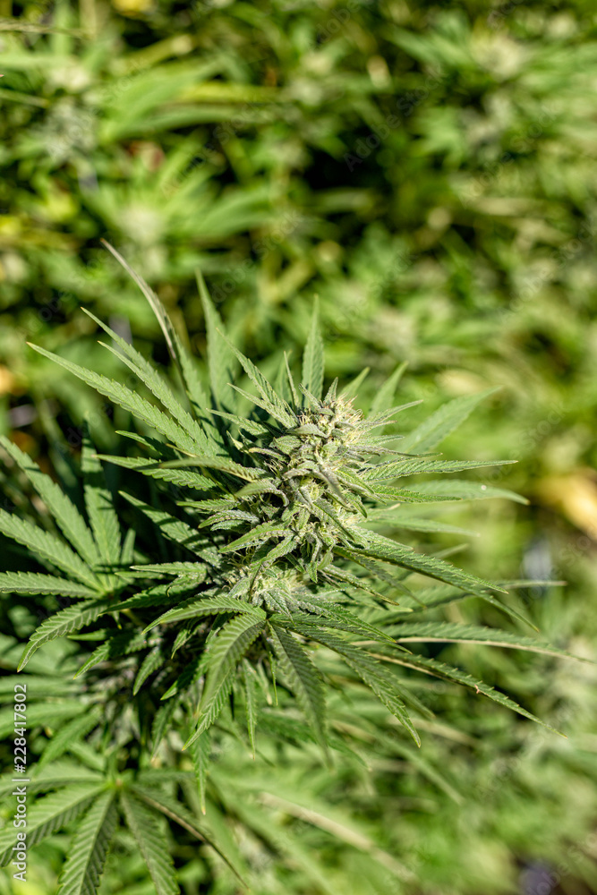 A gnarly big medical marijuana bud in the fall sun. A gnarly big medical marijuana bud in the fall sun.