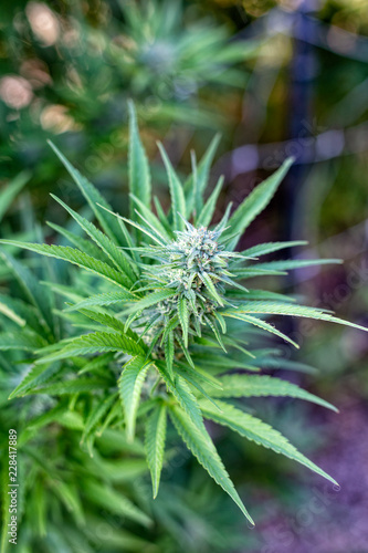 A nice looking marijuana bud growing in the summer sun.