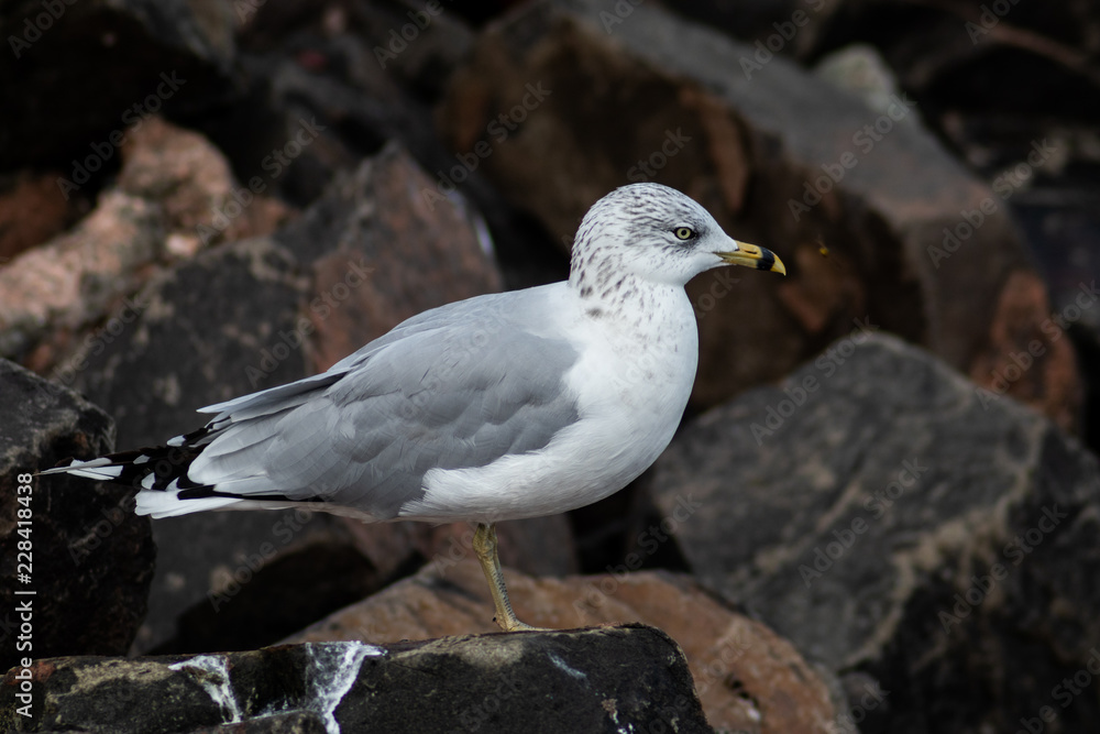 Seagull On Rocks Looking At A Bug Seagull On Rocks Looking At A Bug