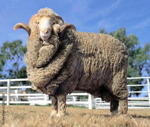 Stud Merino ram at at a farm in Australia.sheep
