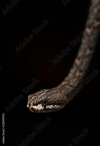 Common mock viper (Psammodynastes pulverulentus) portrait photo