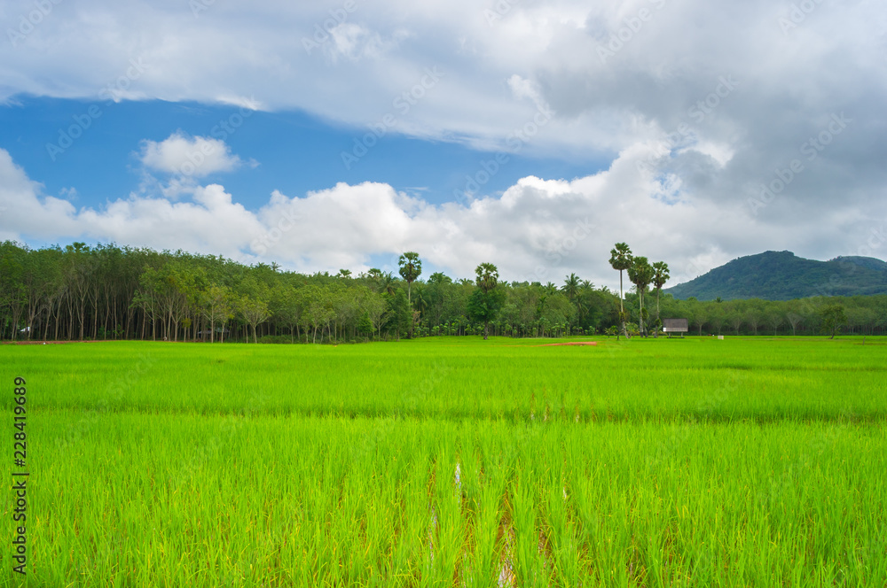 Obraz premium Newly planted fields