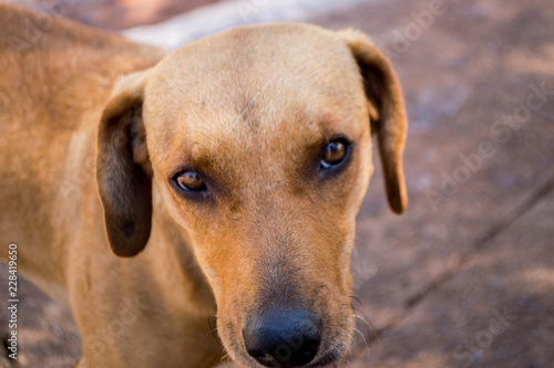 portrait of a dog