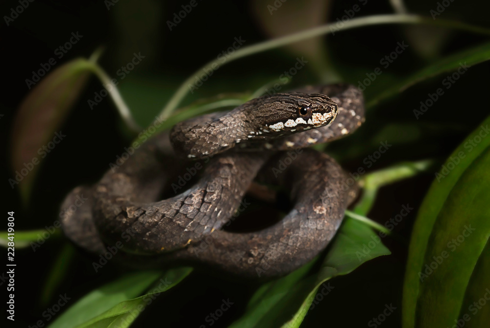 Common mock viper (Psammodynastes pulverulentus) on branch at night Common mock viper (Psammodynastes pulverulentus) on branch at night