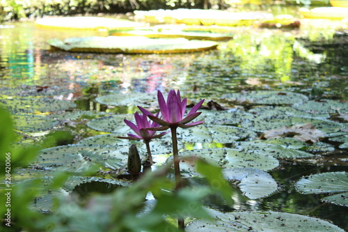 paisagens,viagens,natureza,meio ambiente, arquitetura,fotoarte,arte,fotografia, brazil,amazonia