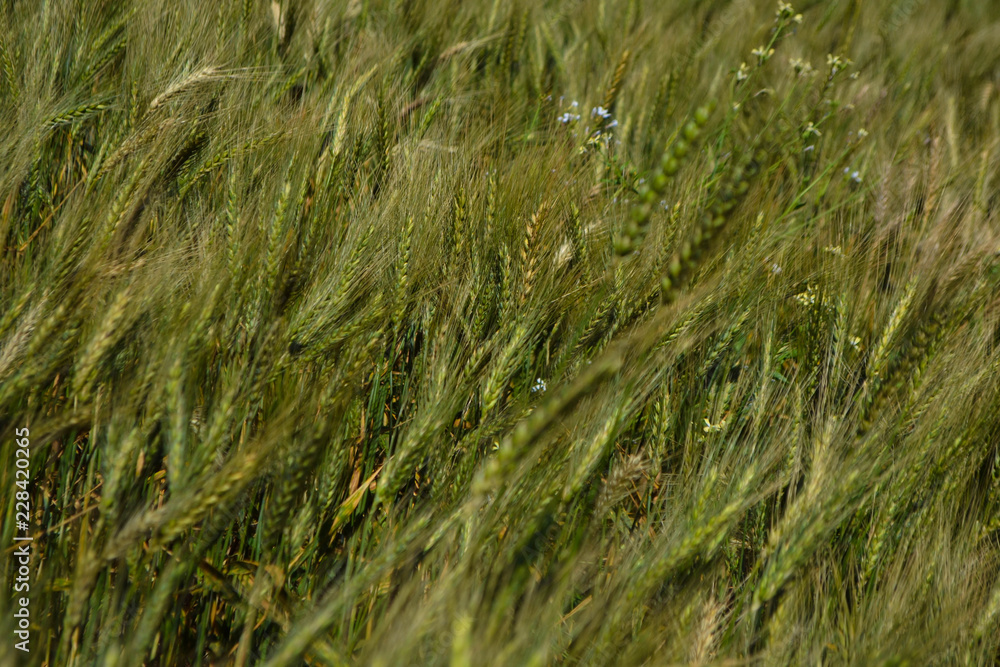 wheat macro wheat macro