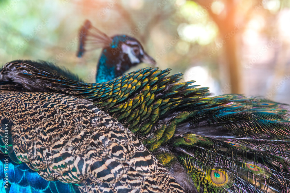 Fototapeta premium Beautiful peacock feathers for the background.