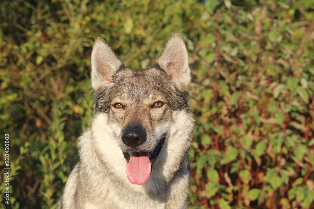 tschechoslowakischer Wolfhund tschechoslowakischer Wolfhund