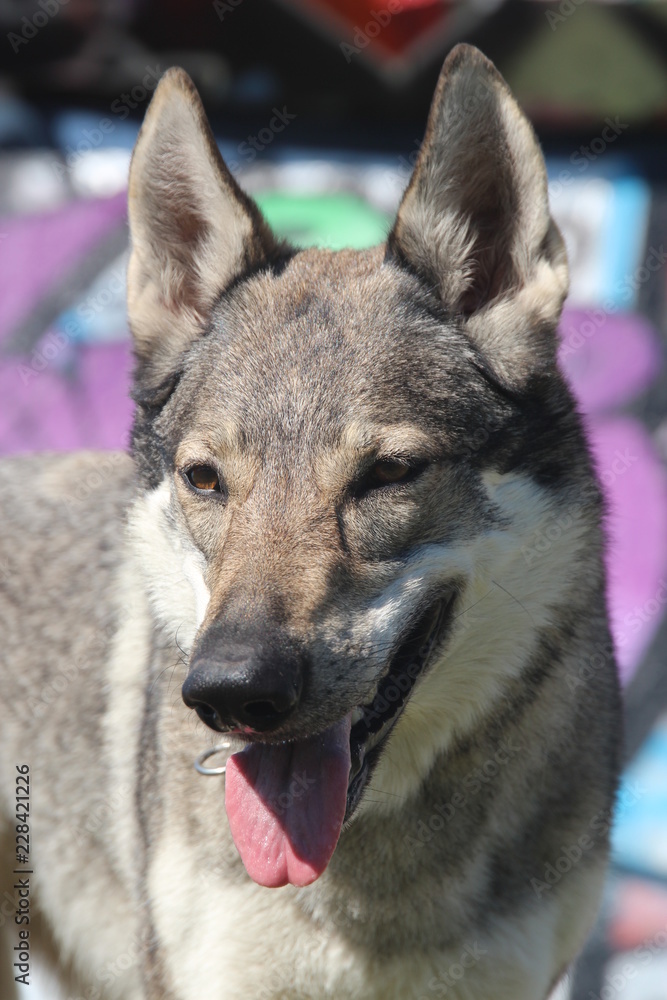 Naklejka premium tschechoslowakischer Wolfhund