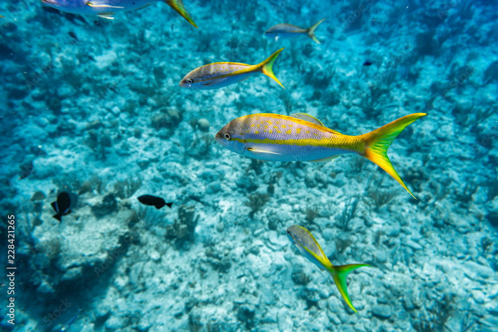 Colorful Yellowtail Snappers fish by the reef. Selective focus Colorful Yellowtail Snappers fish by the reef. Selective focus
