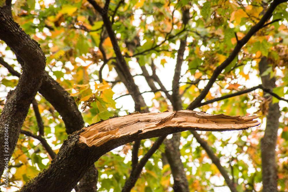 Broken tree branch is on a background of yellow crowns Broken tree branch is on a background of yellow crowns