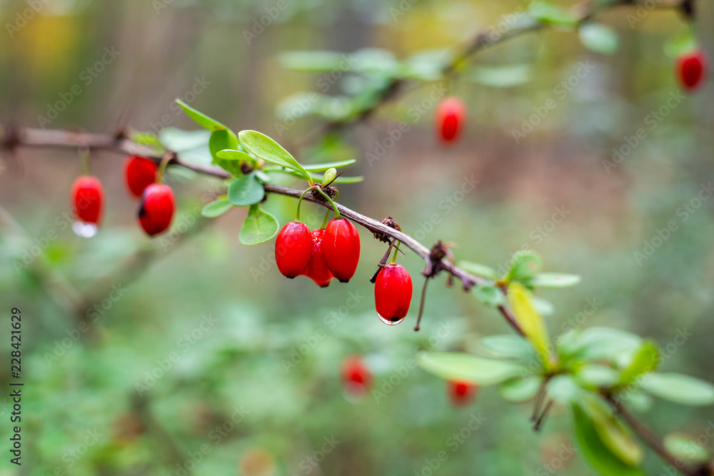 Barberry wild berries in the forest wet