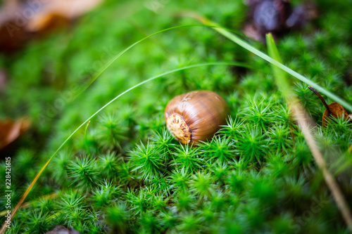 Forest close up acorn on green moss