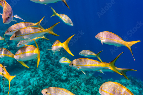 Yellowtail Snappers fish on the coral reef edge. Selective focus