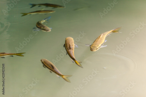 Tropical Garra rufa fishes in pond © Dario Lo Presti
