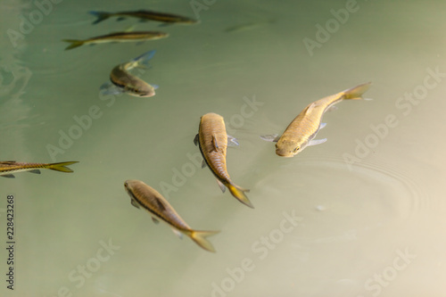 Tropical Garra rufa fishes in pond photo