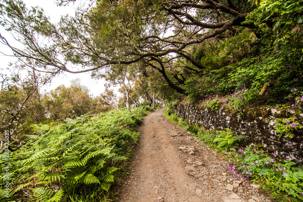 25 Fontes or 25 Springs Levada hiking traill, Rabacal, Madeira, Portugal 25 Fontes or 25 Springs Levada hiking traill, Rabacal, Madeira, Portugal