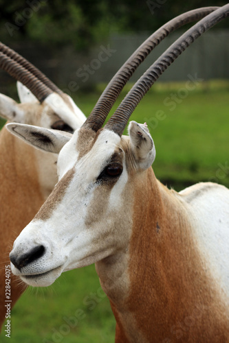 scimitar-horned oryx