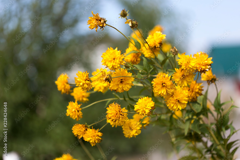 Yellow flowers grow along a fence picket in a traditional garden Yellow flowers grow along a fence picket in a traditional garden