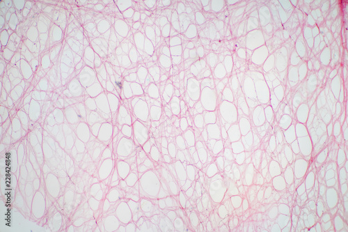 Areolar connective tissue under the microscope view.