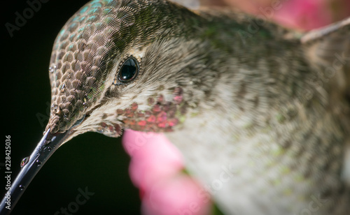 Hummingbird head shot