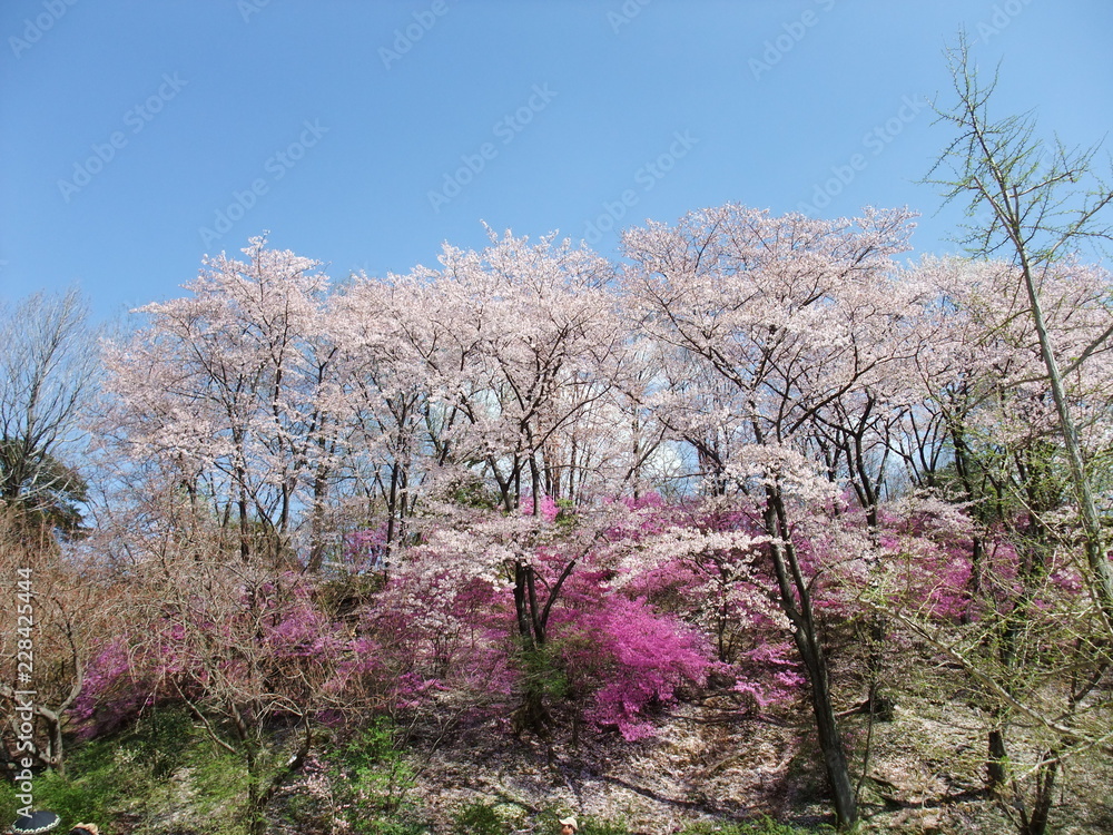 桜