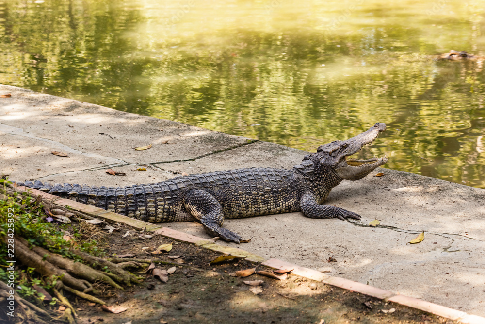 Obraz premium Zoo crocodile enclosure
