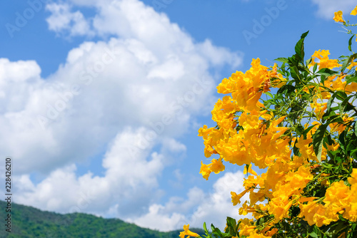 Yellow flowers with sky, clouds and mountains. photo