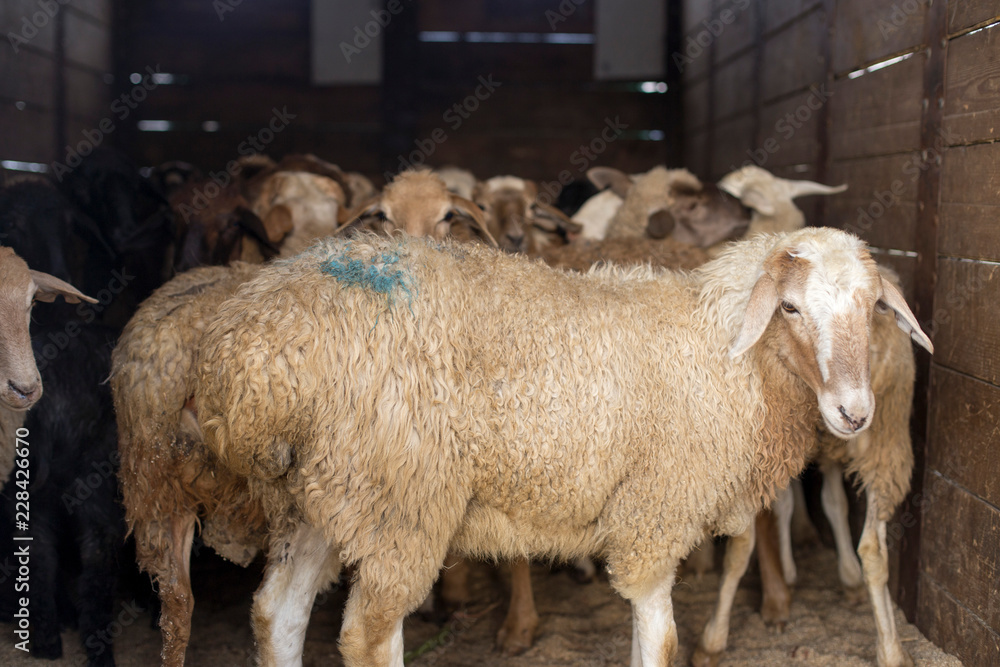 Obraz premium Sheep on a truck
