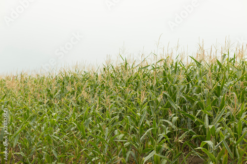 Fields of corn