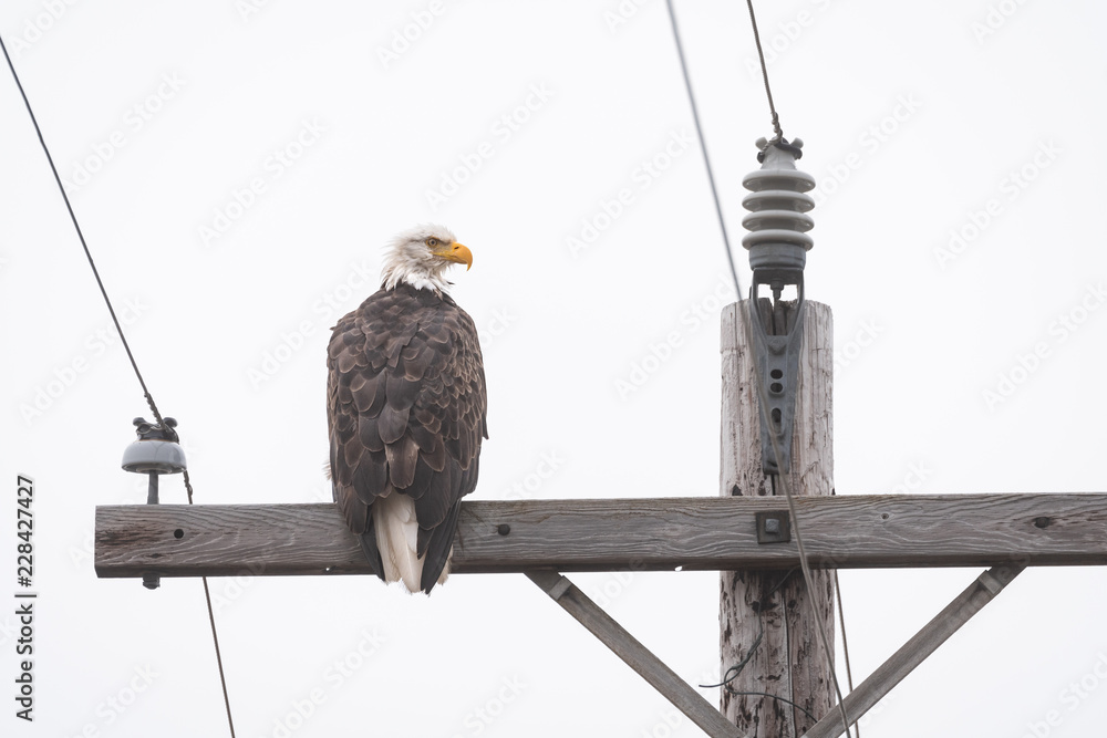 Obraz premium Bald eagle sitting on the crossbar of a wood utility pole 