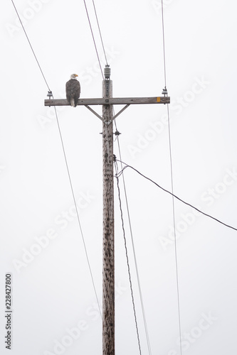 Bald eagle sitting on the crossbar of a wood utility pole 