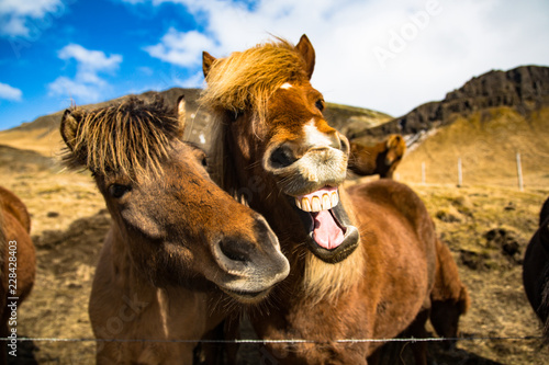 Iceland Horseplay