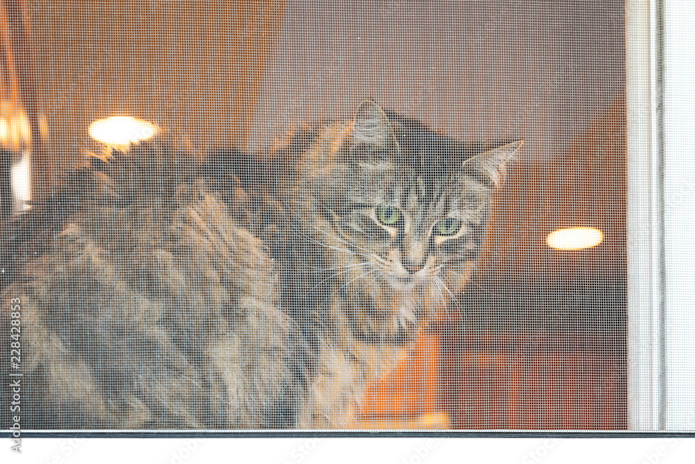 Fototapeta premium Long hair tabby cat sitting in a window looking out through window screen 