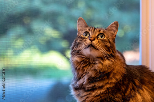 Long hair tabby cat sitting in a window looking up, outdoor greenery in the background 