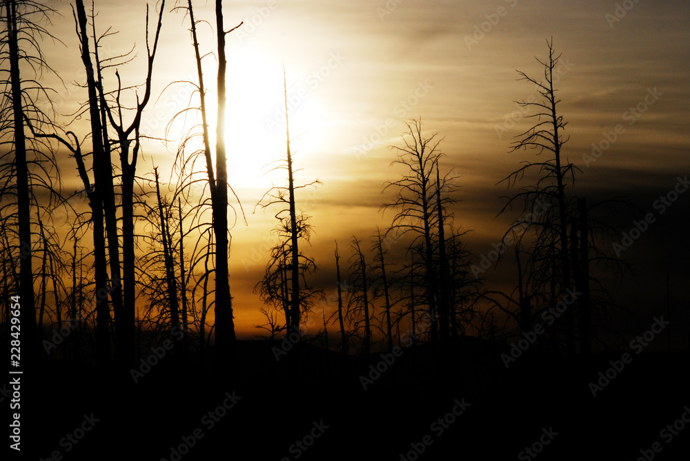 Mystery landscape of a dark tree silhouette Mystery landscape of a dark tree silhouette