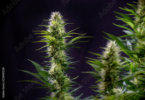 Blooming Cannabis flowers islated over black background