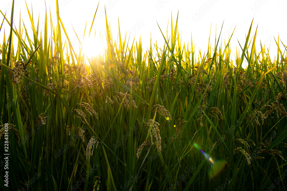 Fototapeta premium 夕日の沈む田園