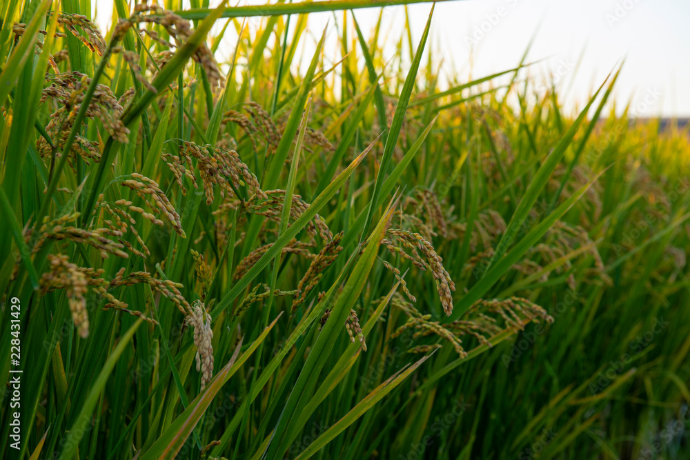 Fototapeta premium 夕日の沈む田園